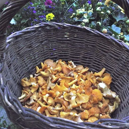 Bohemian Forest Prázdninový dům